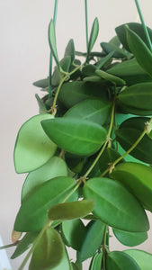 Hoya Burtoniae