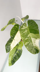 Rare Philodendron Jose Buono - Plant Studio LLC