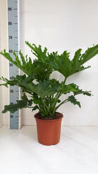 Philodendron Bipinnatifidum 'Selloum' - Plant Studio LLC