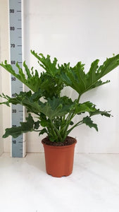 Philodendron Bipinnatifidum 'Selloum'
