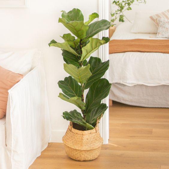 ficus lyrata fiddle tree