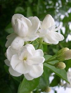 Jasminum Sambac 'Sampaguita,
