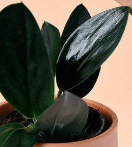 Scindapsus Treubii  'Dark Form'