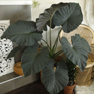 Alocasia Regal Shield - Plant Studio LLC