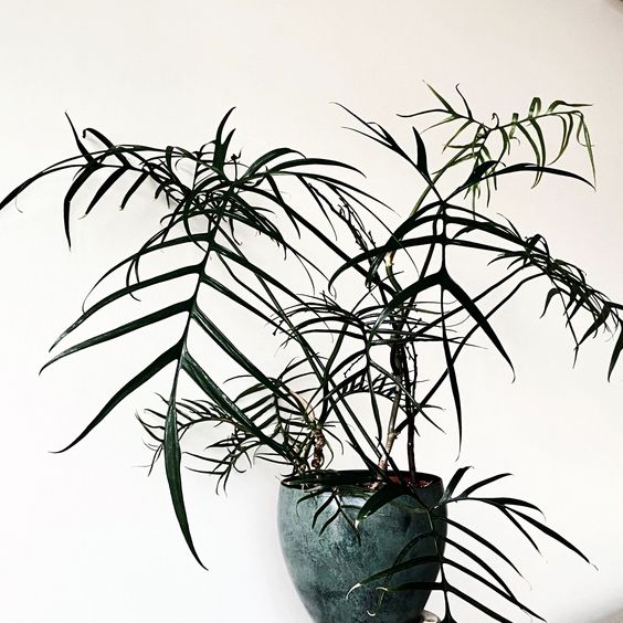 Philodendron Tortum - Plant Studio LLC