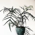 Philodendron Tortum - Plant Studio LLC