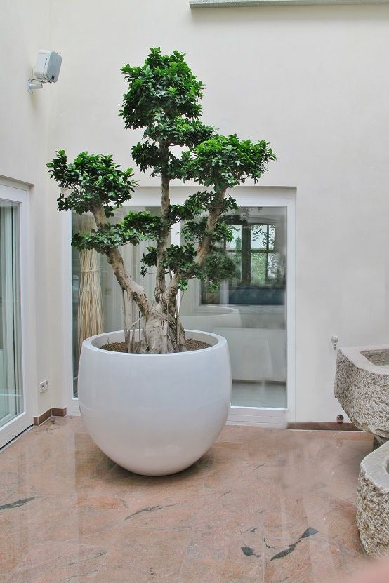 Ficus Microcarpa Multihead Pompom - Plant Studio LLC