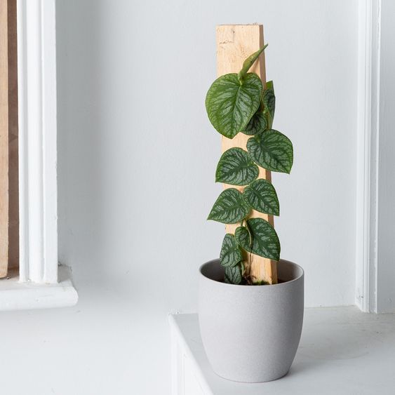 Monstera Dubia 50cm - Plant Studio LLC