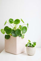 Pilea Peperomioides 'Chinese Money Plant' - Plant Studio LLC