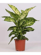 Dieffenbachia Mars - Plant Studio LLC