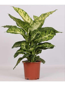 Dieffenbachia Mars