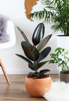 Ficus Elastica - Plant Studio LLC