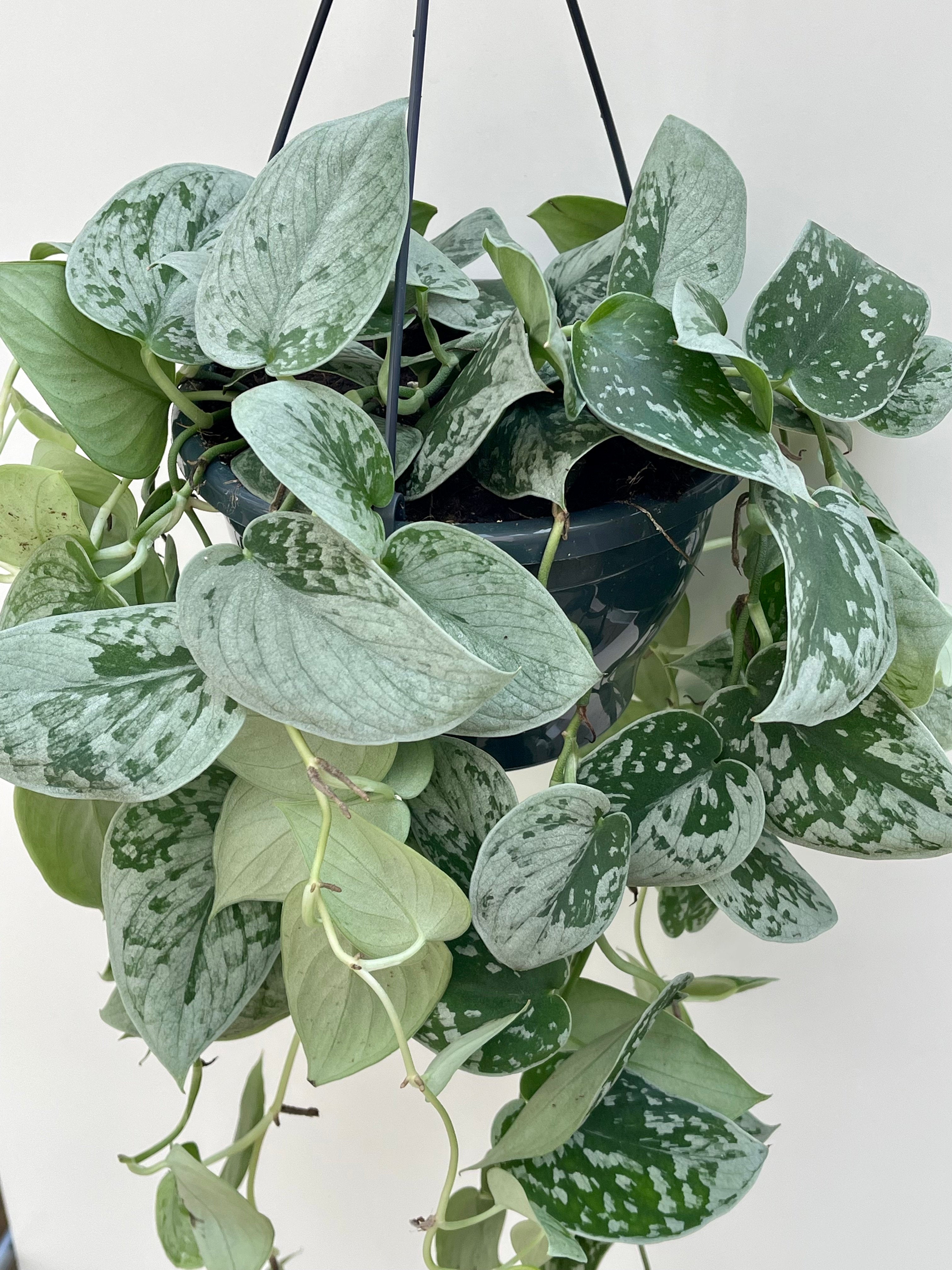 Scindapsus Pictus Silvery Ann in Hanging Pot - Plant Studio LLC