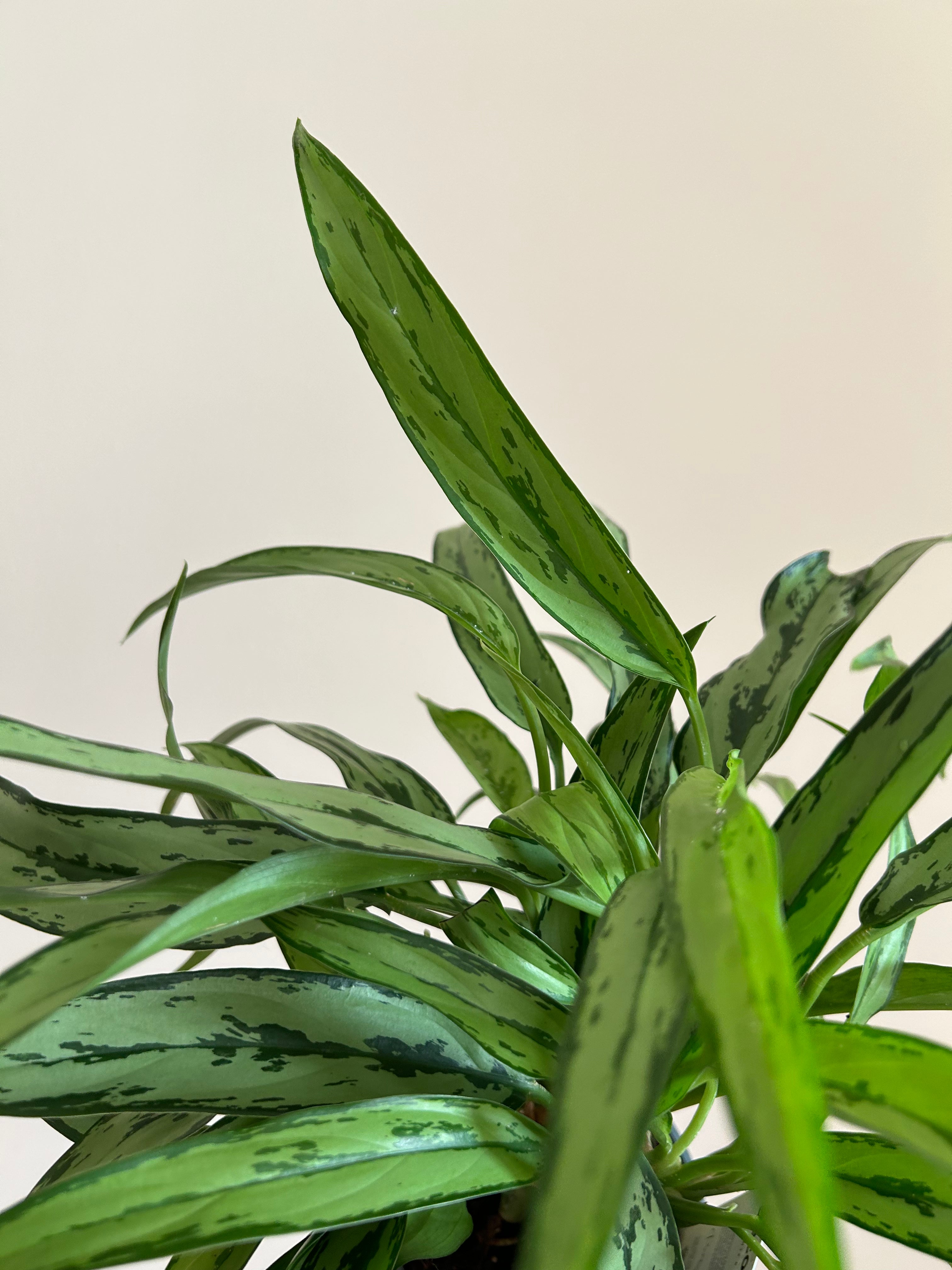 Aglaonema Cutlass