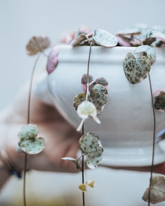 Ceropegia Woodii 'Variegated String of Hearts' White/Pink