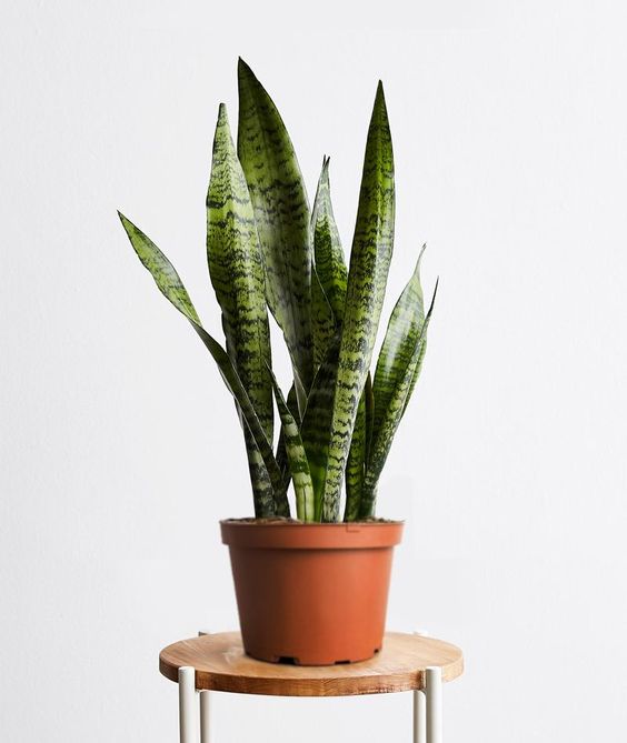 Sansevieria Trifasciata 'Black Coral' - Plant Studio LLC