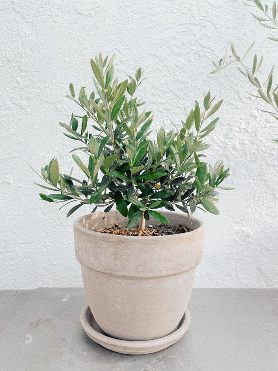 Olea Europaea 'Olive Tree' Dwarf