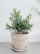 Olea Europaea 'Olive Tree' Dwarf - Plant Studio LLC