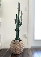 Euphorbia Accruensis Cactus - Plant Studio LLC