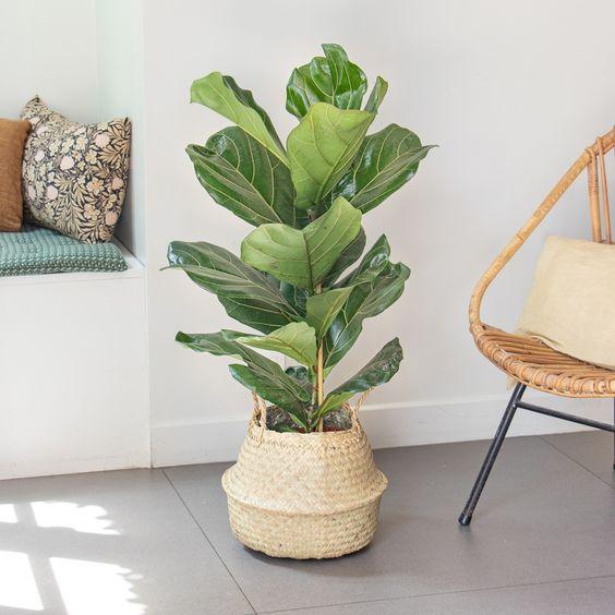 ficus lyrata fiddle tree