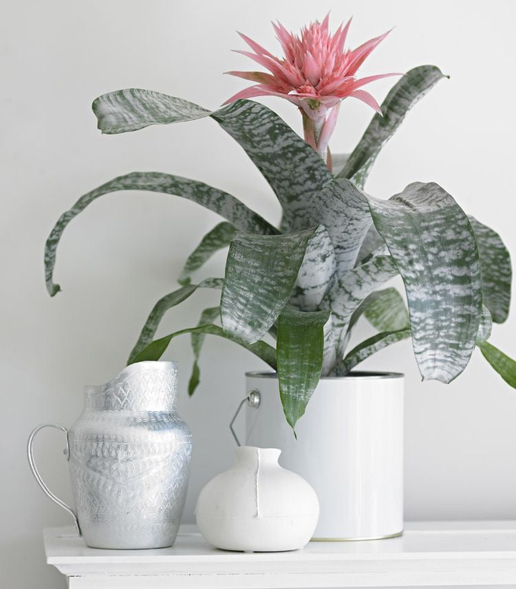 Aechmea in white pot placed on white table with other home decor 