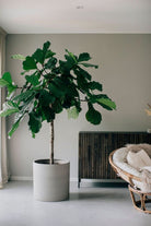 Ficus Lyrata Multibranched - Loose - Plant Studio LLC