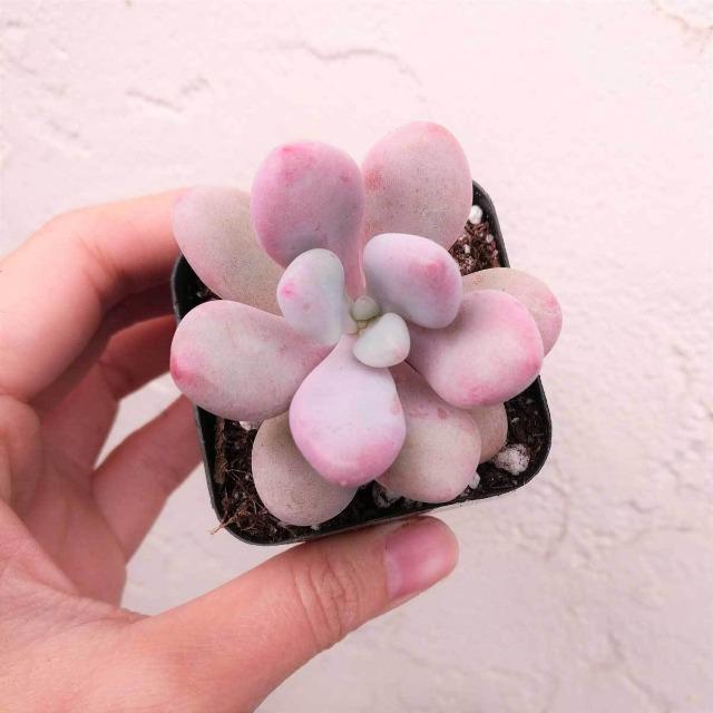 Pachyphytum Oviferum - Plant Studio LLC