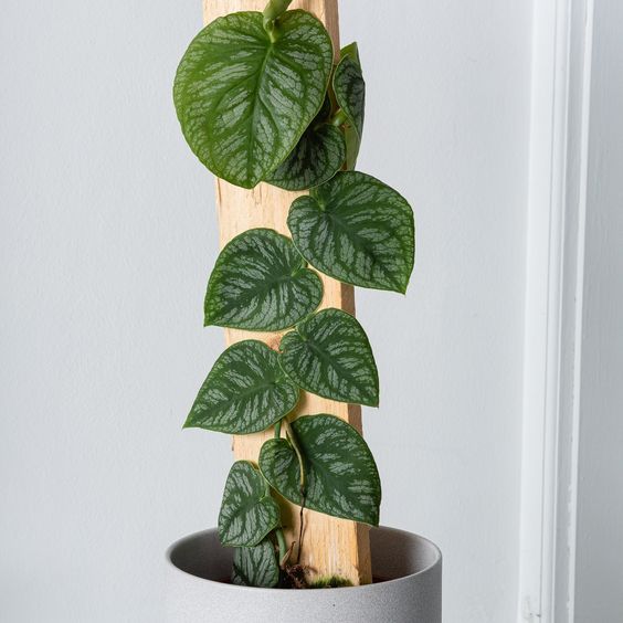 Monstera Dubia 50cm - Plant Studio LLC