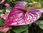 Anthurium Purple - Plant Studio LLC