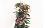 Begonia Corallina Pink - Plant Studio LLC