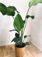 Bird of Paradise 140-160cm - Plant Studio LLC