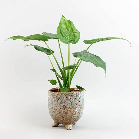Alocasia Cucullata 'Buddha's Hand'