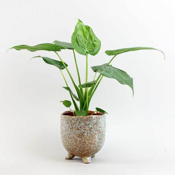 Alocasia Cucullata 'Buddha's Hand' in small brown texture pot with white background - Plant Studio LLC