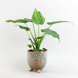 Alocasia Cucullata 'Buddha's Hand'