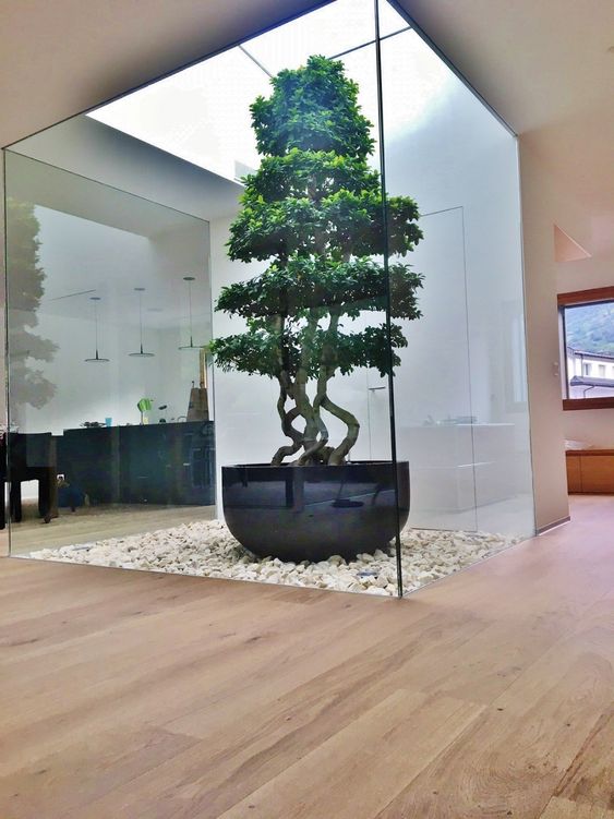Ficus Microcarpa 3 meters - Plant Studio LLC