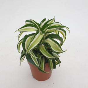 Dracaena Malaika Curly