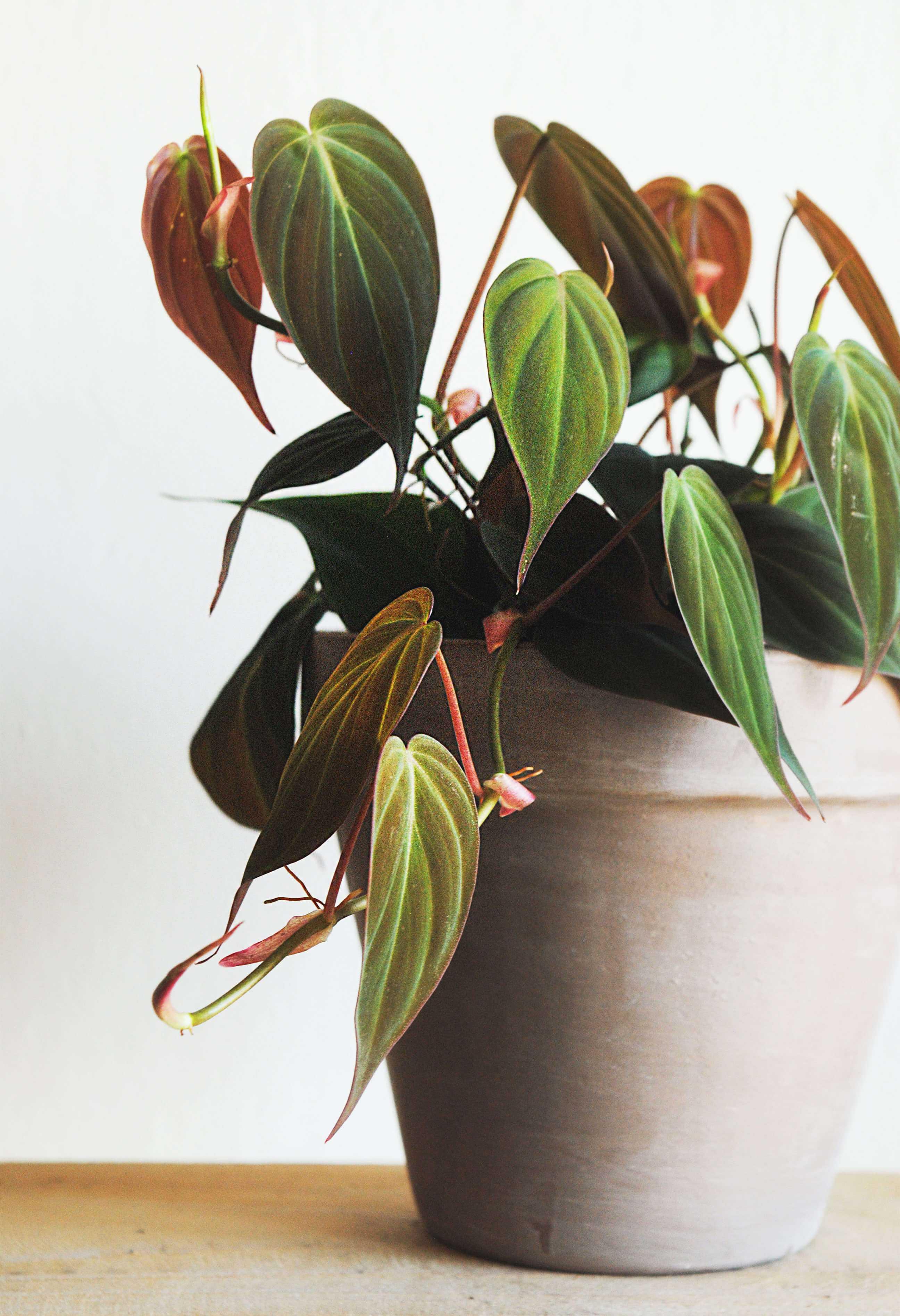 Philodendron Micans - Plant Studio LLC