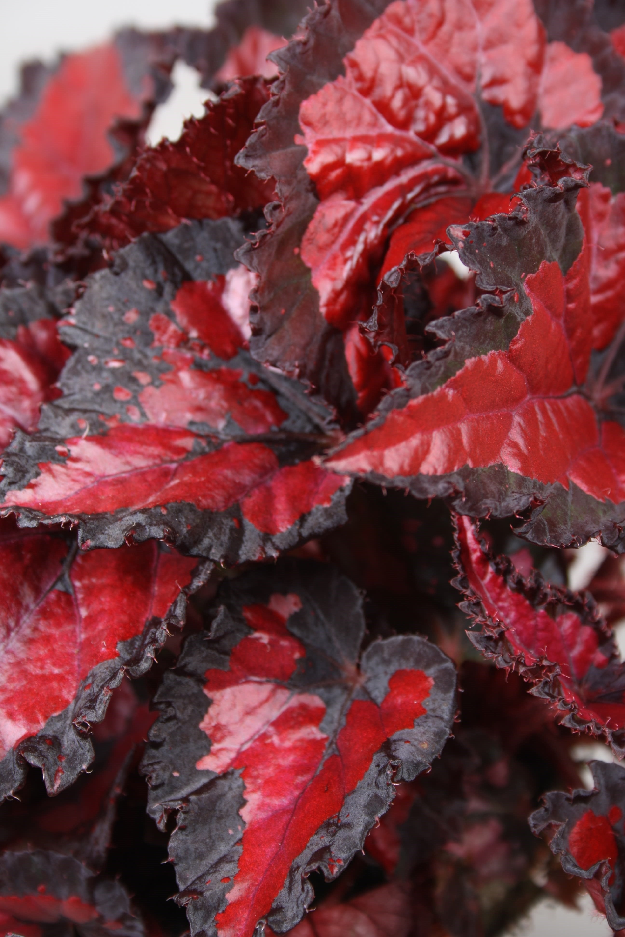 Begonia Inca Night - Plant Studio LLC