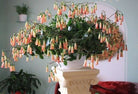 Kalanchoe Manginii - Plant Studio LLC