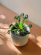 Albuca Spiralis 'Frizzle Sizzle' in white small pot - Plant Studio LLC