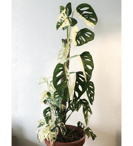 Monstera Adansonii Variegata