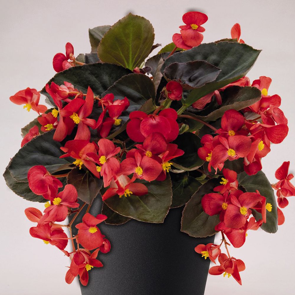 Wax Begonia - Plant Studio LLC