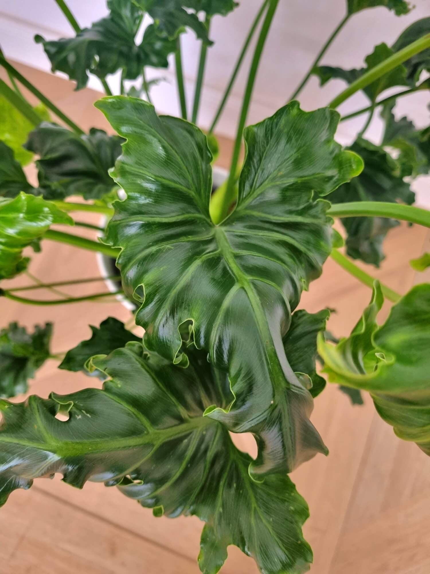 Philodendron Atlantis - Plant Studio LLC