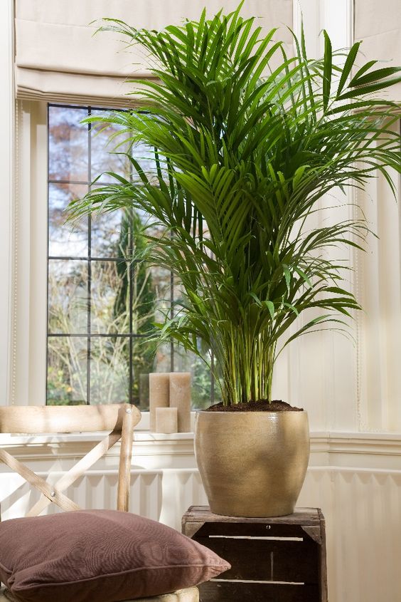 Howea Forsteriana 'Kentia Palm' - Plant Studio LLC
