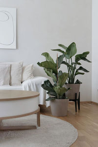 Strelitzia Nicolai Bird of Paradise