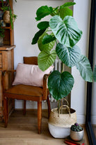 Ficus Umbellata - Plant Studio LLC