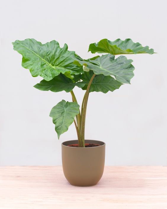 Alocasia Portodora - Small - Plant Studio LLC