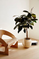 Ficus Elastica Melany 'Rubber Tree' - Plant Studio LLC