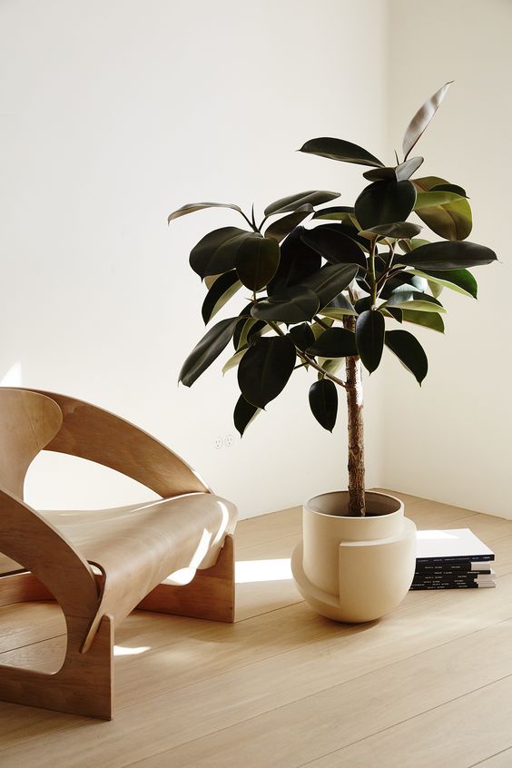 Ficus Elastica Melany 'Rubber Tree' - Plant Studio LLC