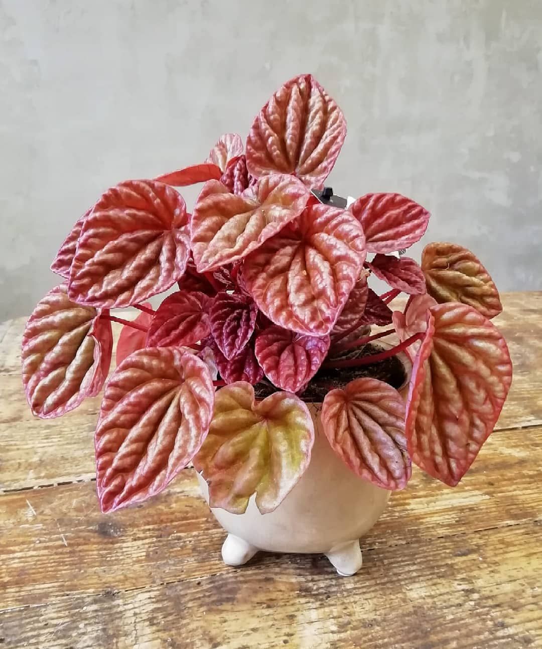 Peperomia Quito - Plant Studio LLC